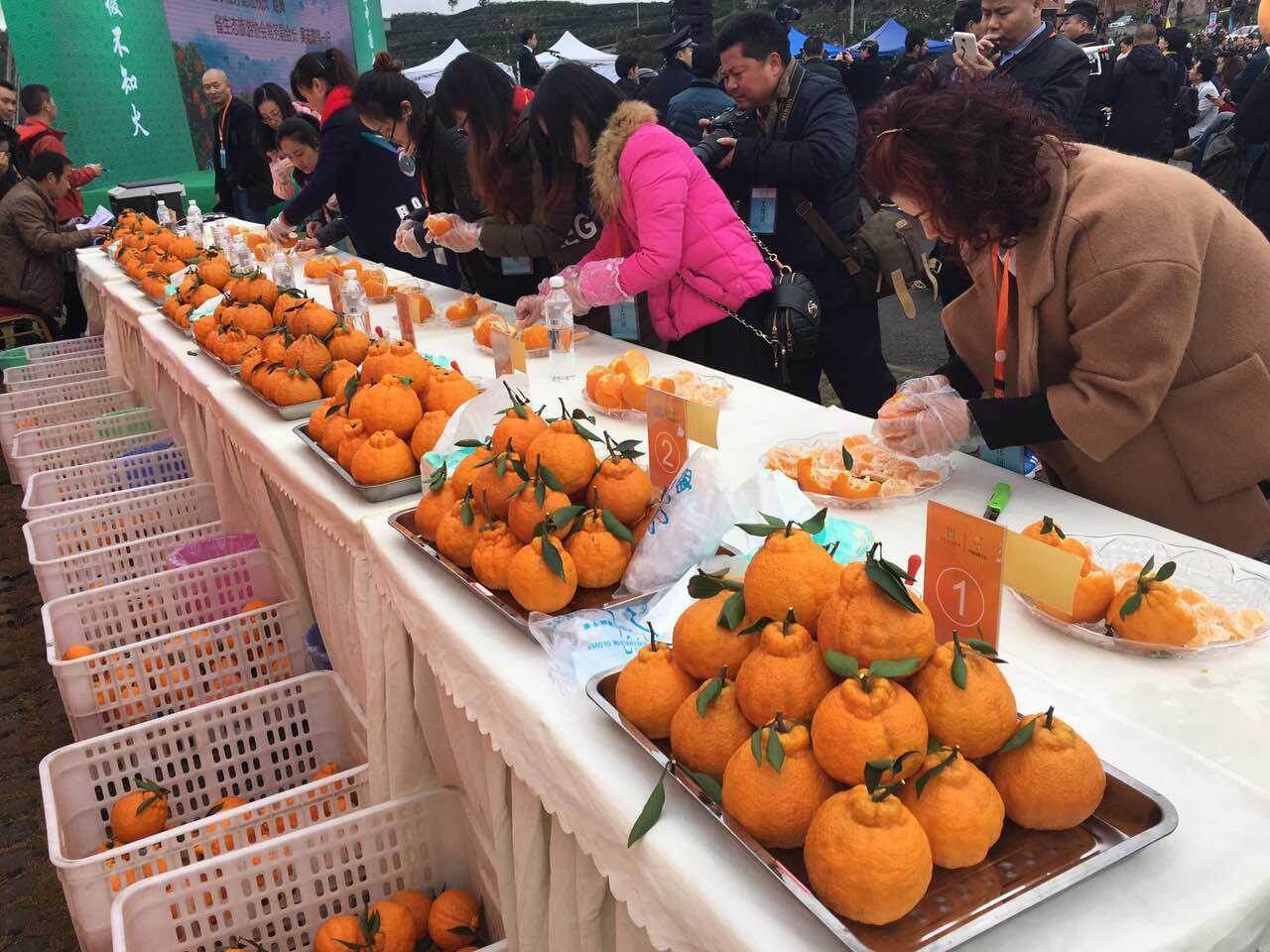 丑橘产地比赛