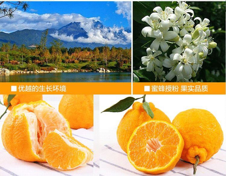 丑橘来历