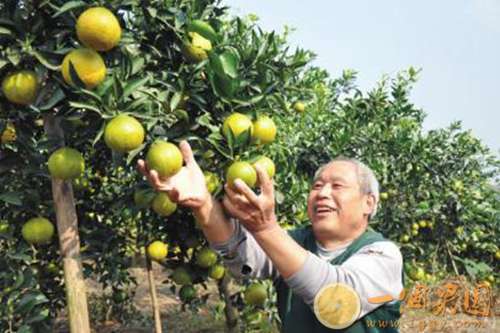 丑橘半熟果图片
