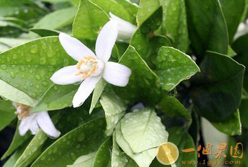 丑橘花期图片