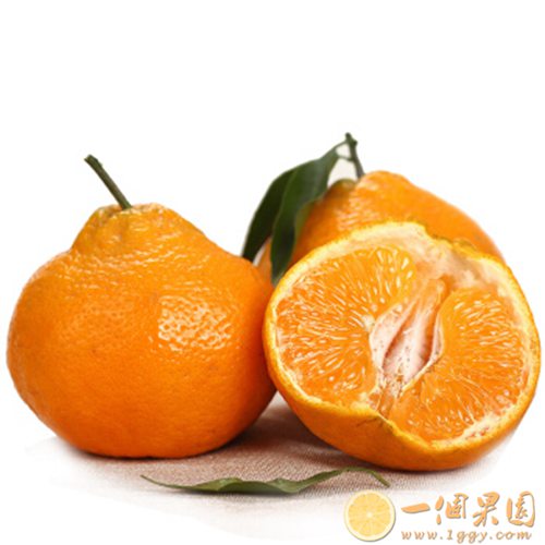 精品耙耙柑1