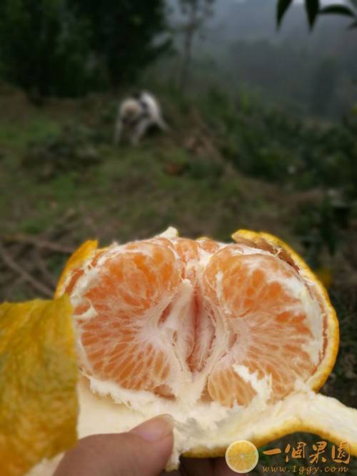 耙耙柑果肉2