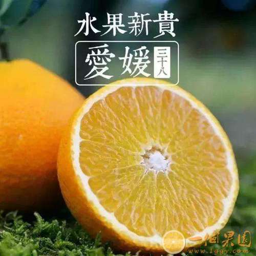 爱媛美图4