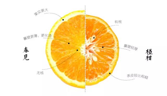 耙耙柑与碰柑比较
