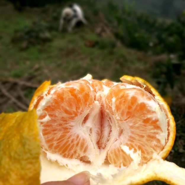 耙耙柑果瓣