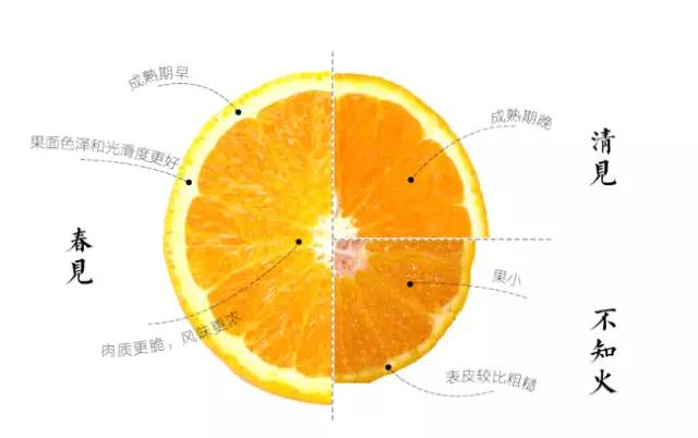 耙耙柑与清见、不知火比较