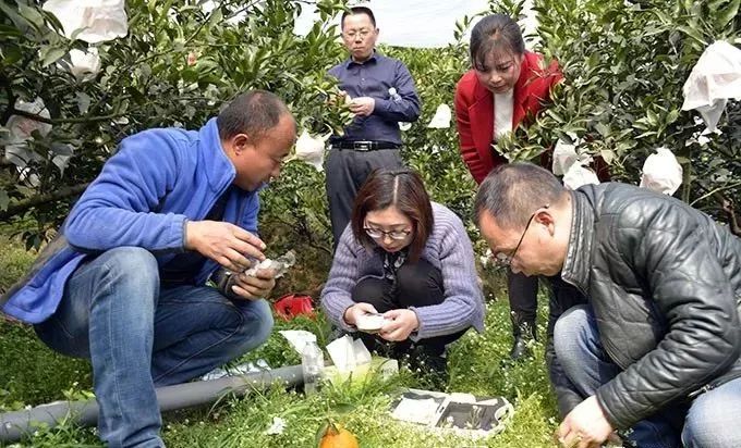 丑橘果王大比武初赛.jpg