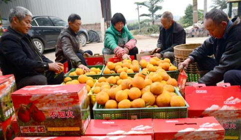桔农在整理丑橘