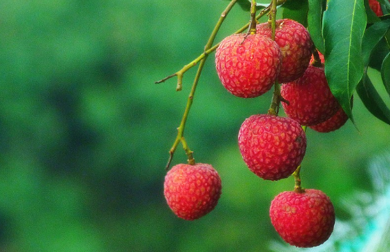荔枝