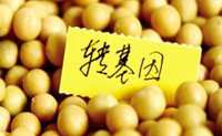 丑橘是转基因吗？